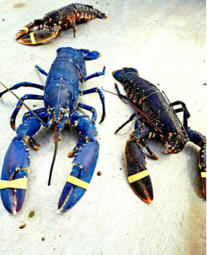 Rare Blue Lobster